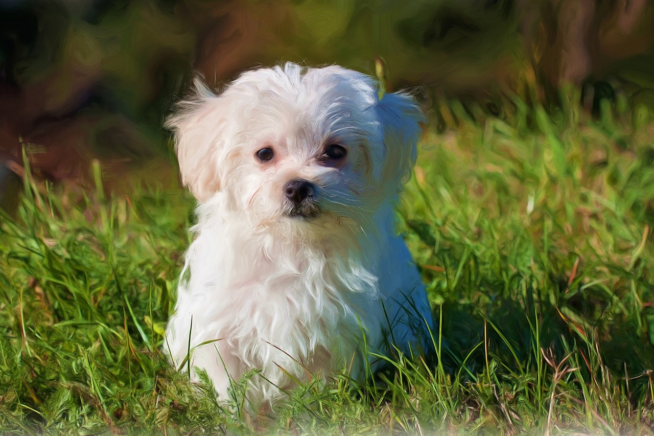 最新犬种交易专区，宠物市场繁荣与创新探索